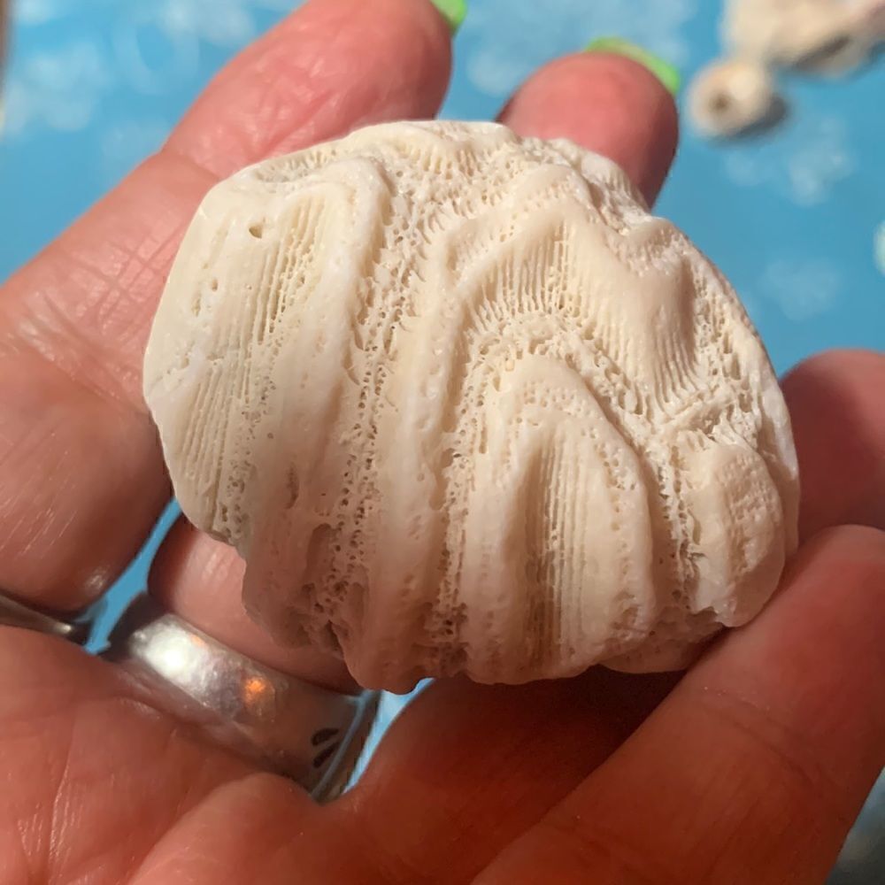 Bundle of Small Sea Shells From Bahamas - Picture 6 of 11